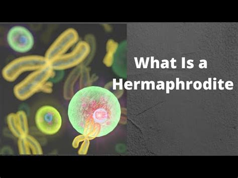 hermaphrodite pron|Hermaphrodite Tube 